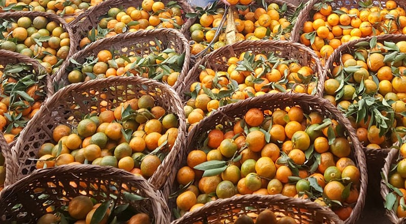 म्याग्दीमा करिब एक अर्बको आलु र सुन्तला बिक्री